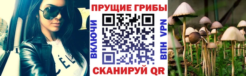 купить наркоту  Семикаракорск  Галлюциногенные грибы Cubensis 